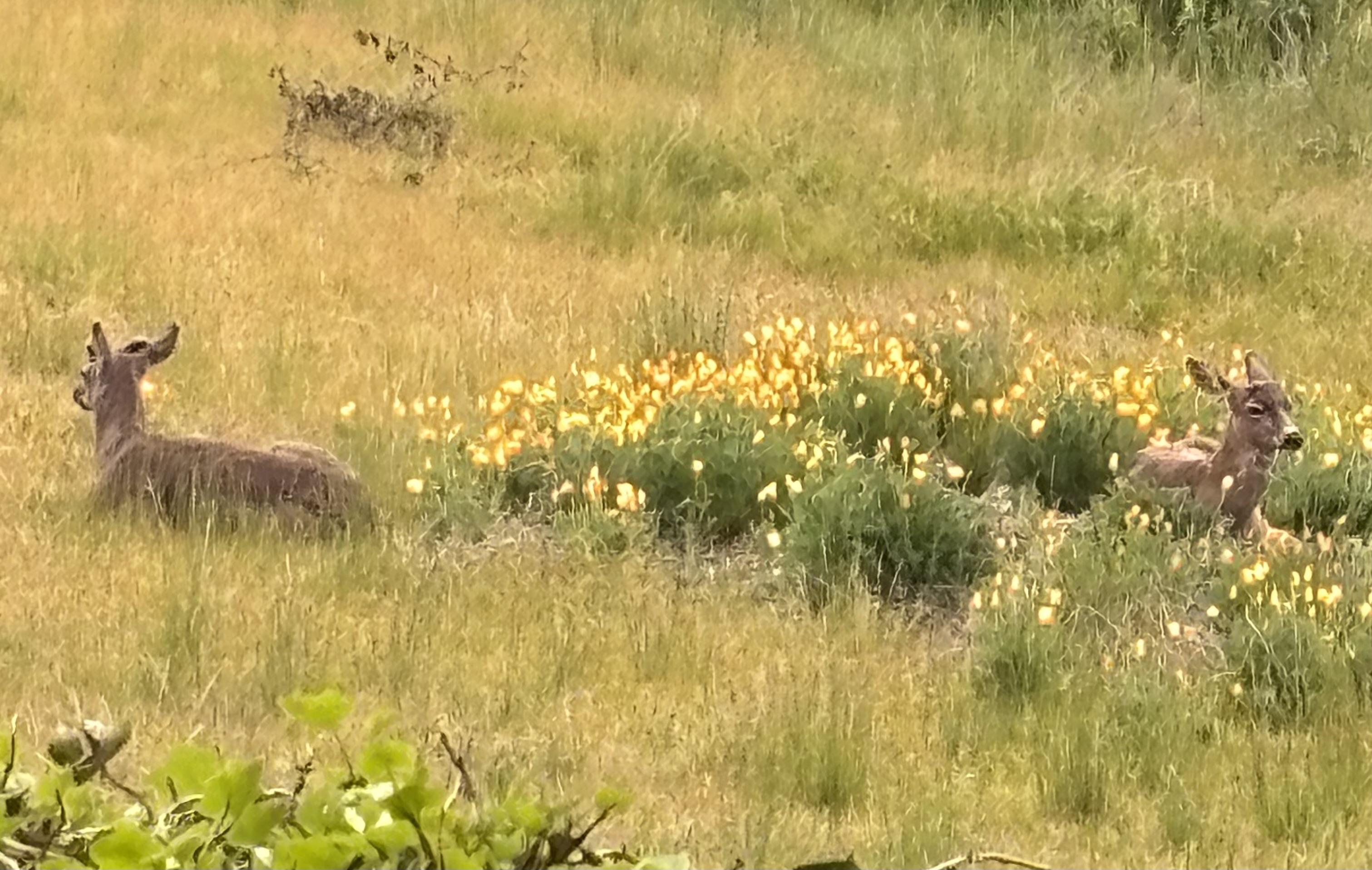 Two deer resting in a grassy field adorned with clusters of yellow poppy flowers.